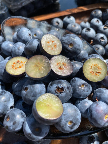 🌸Spring Sale🫐Giant Blueberry Seeds
