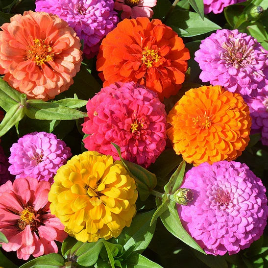 🦋 Easy Double Zinnia Seeds – Massive Colorful Blooms in Just Weeks 🌸✨
