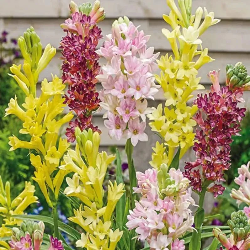 🌸 Double Fragrant Tuberose Bulbs — Let Every Evening Bloom With Sweet Scent ✨💫