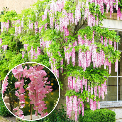 🔥LAST DAY 75% Off🌺The Queen Of Flowers—Wisteria Flower Seeds