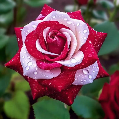 🔥 Rare Red & White Twin Rose 🌹Two Colors, One Stunning Bloom!