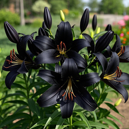 🌺🍷Double Perfume Lily Bulbs—Fresh and Sweet