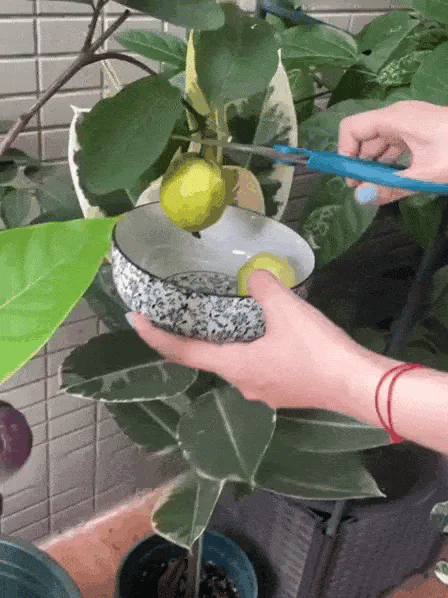 Grow Your Own Sweet Red Guava at Home 🍓🌱 High-Yield Exotic Fruit Seeds – Easy, Fast & Delicious