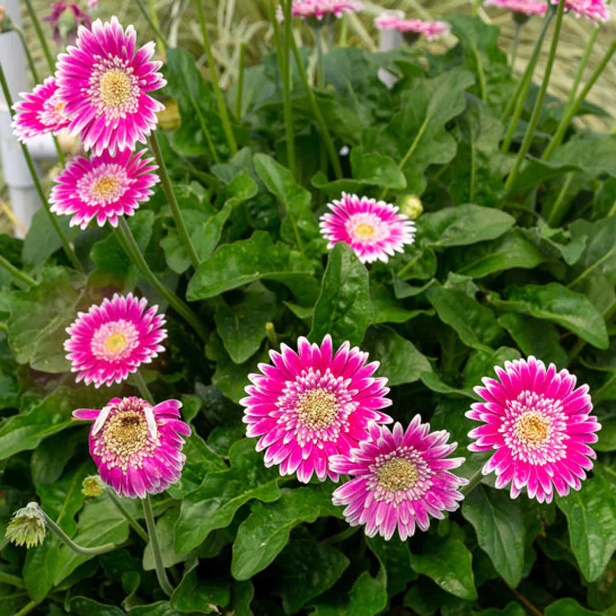 🌼 Heat-Resistant Gerbera Seeds – Bold Color, Built for Heat