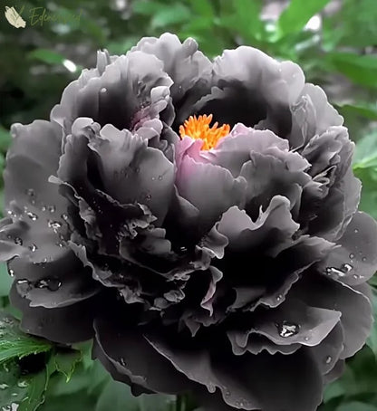 Black Beauty Peony Flower Seeds