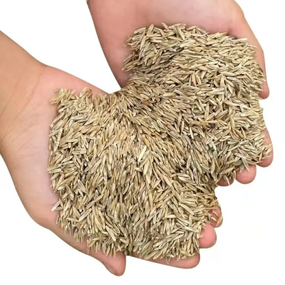 🎉Up to 50% off-Low-Maintenance, Drought and Cold-Resistant, Low-Growing Lawn Seeds