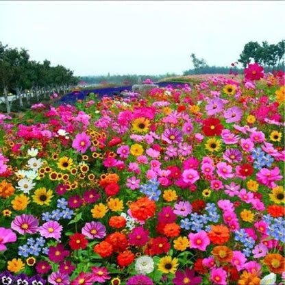 🔥Last day clearance💝Premium Cold-Hardy Mixed Perennial Seeds - Selected 40+ Fall Planting Mix