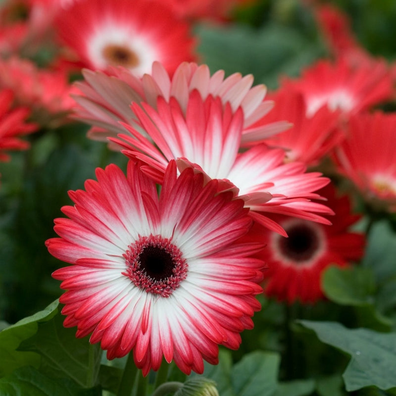 🌼 Heat-Resistant Gerbera Seeds – Bold Color, Built for Heat