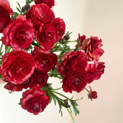 🌸Ranunculus Seeds – 💜Grow Elegant, Rose-Like Blooms in Your Own Garden