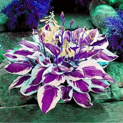 🔥Last day of clearance sale🔥Rare and premium quality hosta seeds🌿Shade-tolerant plant
