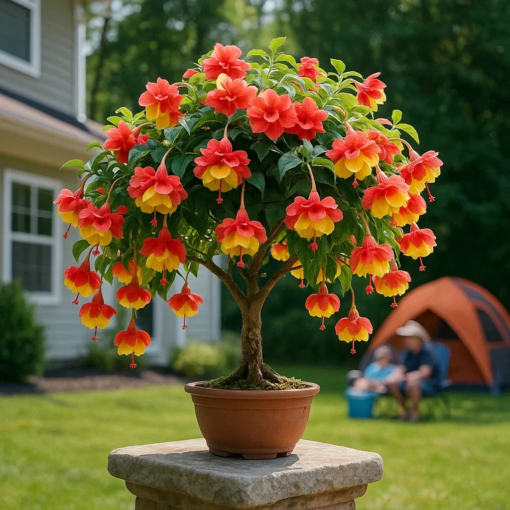 🌸 Double Fuchsia Plants – Elegant Cascading Blooms for Shade Gardens