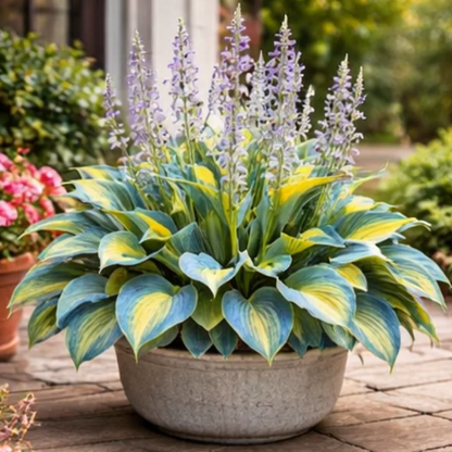 🌿 Hosta Bulbs: Big Beautiful Leaves, Almost Zero Effort