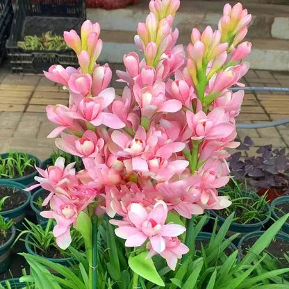🌸 Double Fragrant Tuberose Bulbs — Let Every Evening Bloom With Sweet Scent ✨💫