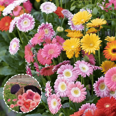 🌼 Heat-Resistant Gerbera Seeds – Bold Color, Built for Heat