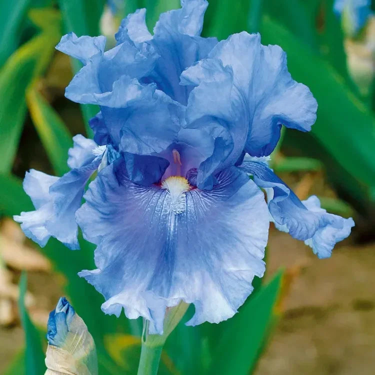 💕Iris (Phalaenopsis) Orchid Flower, Perennial Flower