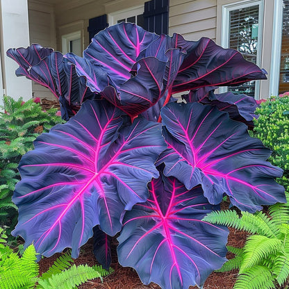 🌿Caladium Giganteum Bulbs 🌟The tropical star of your garden
