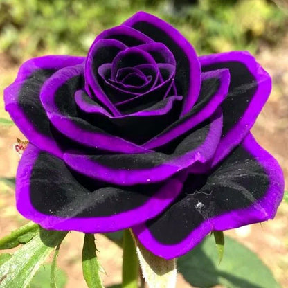 💙🌹Crushed Ice Blue Rose Seeds