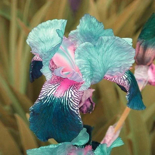 💕Iris (Phalaenopsis) Orchid Flower, Perennial Flower