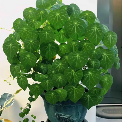 ✨💚Green plants that purify the air🌿Mountain Tortoise