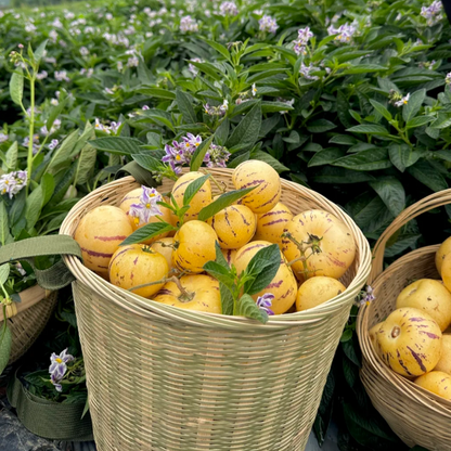 ˚ʚ🍈ɞ˚Grow Your Own Refreshing, Nutrient-Rich Pepino Melon – Sweet, Hydrating & Perfect for Summer 😋