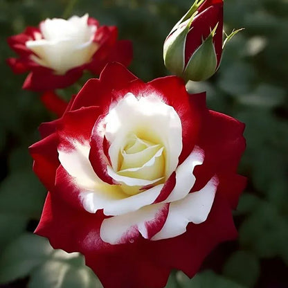 50% off🔥 Rare Red & White Twin Rose 🌹Two Colors, One Stunning Bloom!🔥