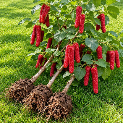 ❤️🖤🍇 Rare Giant Red & Black Mulberry Tree Saplings🌳Grow Extra-Long, Sweet & Juicy Fruit Right in Your Backyard!