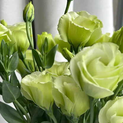 💖🌷Experience the Beauty of Eustoma in Your Own Garden 💐