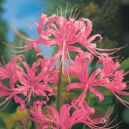 💙🌺 Blue Spider Lily – Exotic Rare Beauty for Your Garden!