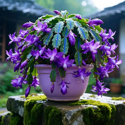 🦀Mix Colors Schlumbergera Bulbs– Easy Care Blooms in Every Shade, Even in Winter ❄️🌈