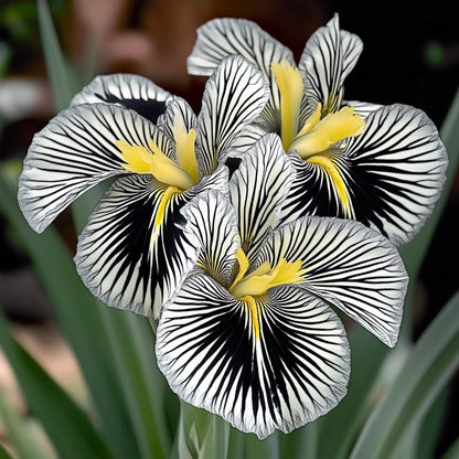 🌸 Zebra Stripes Iris 🌿 Bold Striped Blooms That Instantly Stand Out