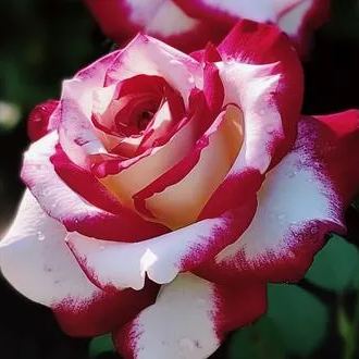 🔥 Rare Red & White Twin Rose 🌹Two Colors, One Stunning Bloom!