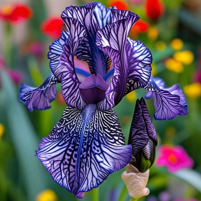Rare & Exotic Iris Bulbs ⚜️ Unique Blooms That Impress