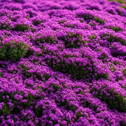 ✨ The Magical Fairy Garden of Your Dreams✨Creeping Thyme Seeds