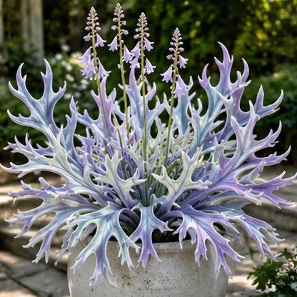 🌱 Rainbow Staghorn Hosta - 🦌The Hosta With Extraordinary Antler Shaped Foliage