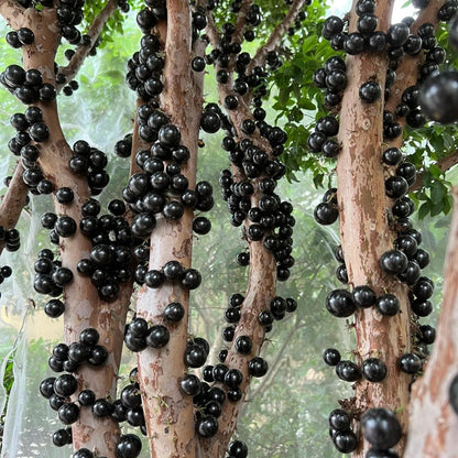 Grapes that Grow on Trees! 🌳🍇 Jaboticaba Heirloom Tree Seeds