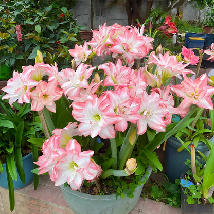 Double-Flowered Amaryllis Bulbs🌼