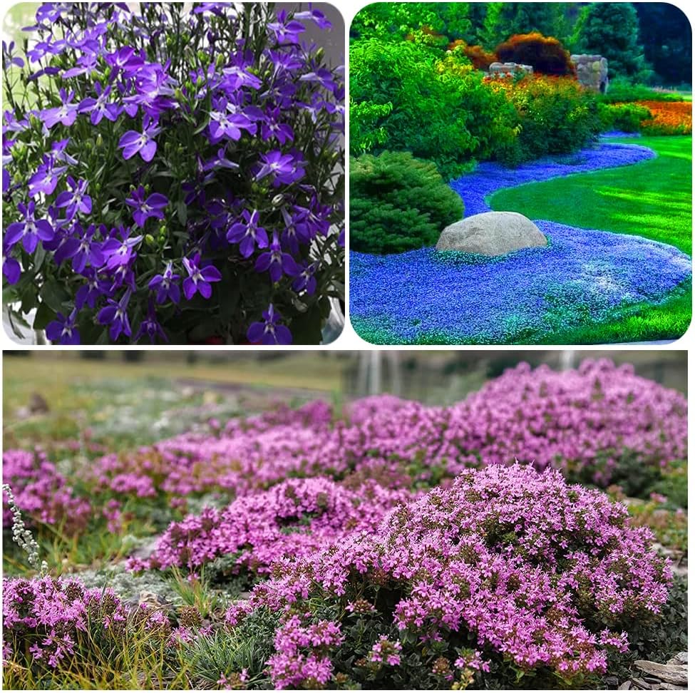 ✨ The Magical Fairy Garden of Your Dreams✨Creeping Thyme Seeds