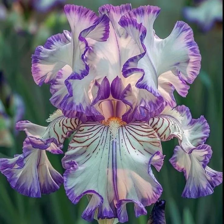 ‎⚘ ﹏Tall Bearded Iris with Bold, Elegant Blooms