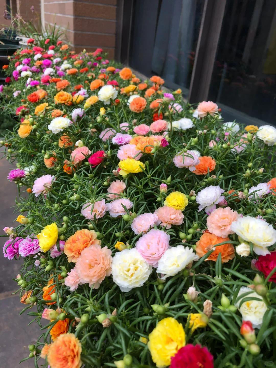 🐝 With the Most Hardy Flowers, create the freest DIY🌼 Double-Flower Moss Roses