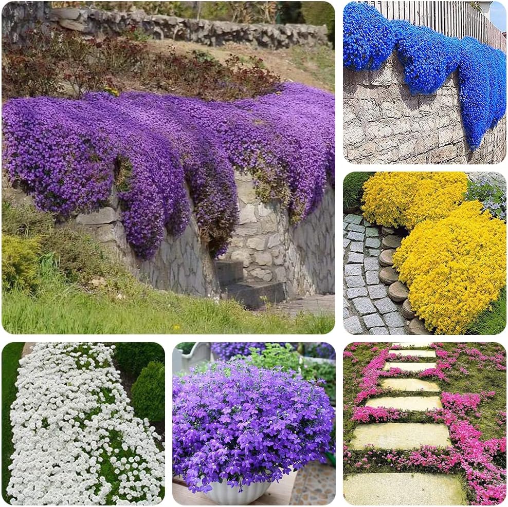 ✨ The Magical Fairy Garden of Your Dreams✨Creeping Thyme Seeds