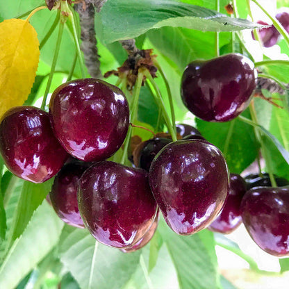 ✨Top Grade & Productive – Chilean Cherry Seeds Direct from Origin🌱