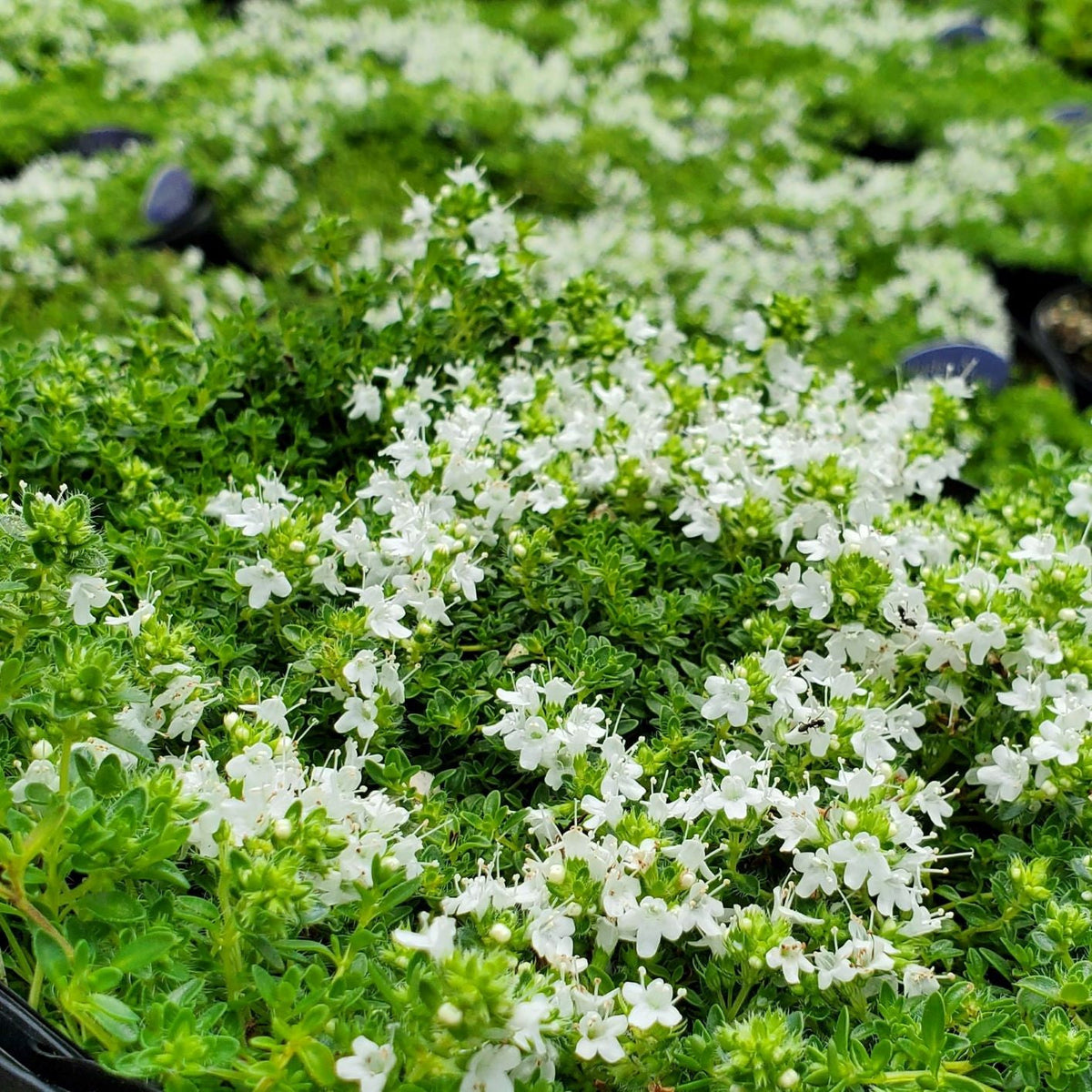 ✨ The Magical Fairy Garden of Your Dreams✨Creeping Thyme Seeds