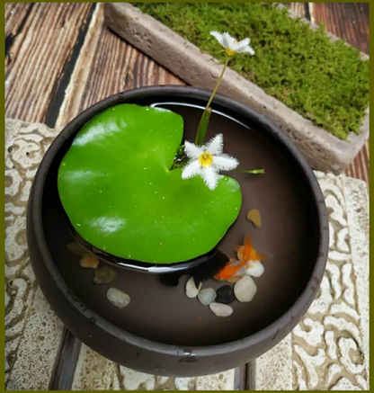Hydroponic Plants Water Snowflake