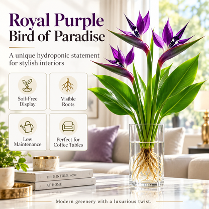 🕊️✨Hydroponic bird of paradise🌱🌸 A Little Bulb, A Beautiful Bloom — Nature’s Best Therapy!