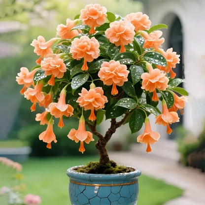 🌸 Double Fuchsia Plants – Elegant Cascading Blooms for Shade Gardens