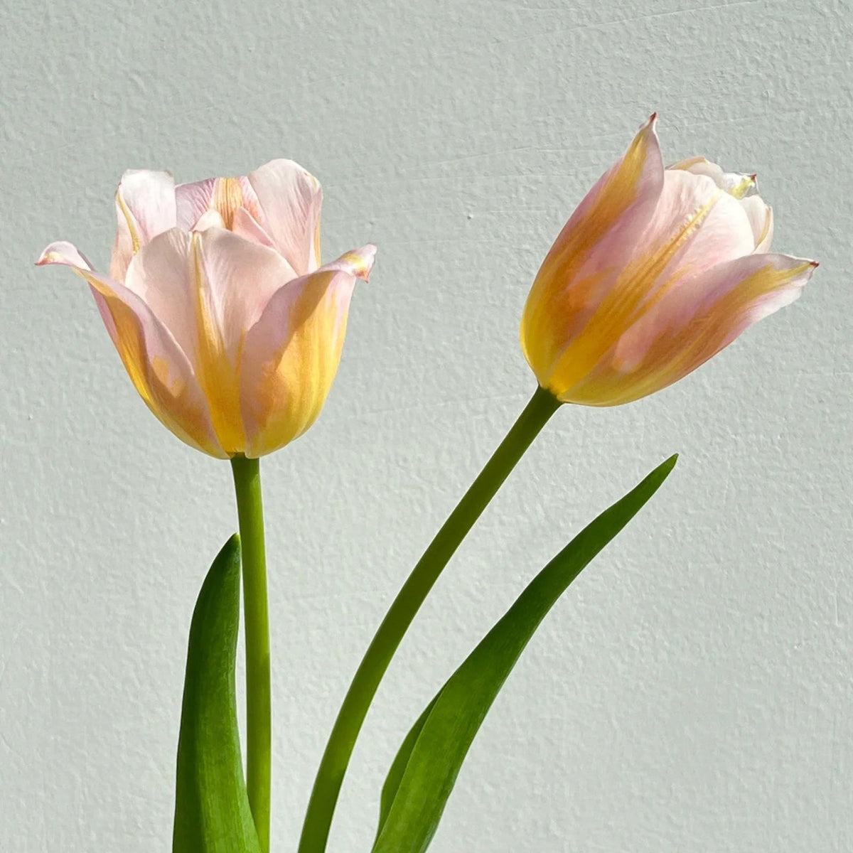 💥Spring NEW🌷Tulips 'first love'seeds
