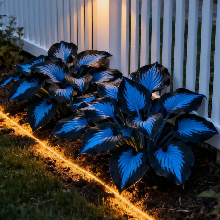 🔥Premium Rare Hosta Seeds🌿Turn Your Garden Into a Designer Landscape