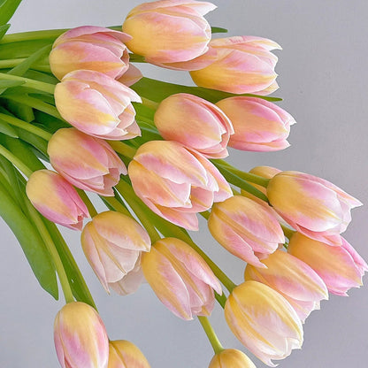 💥Spring NEW🌷Tulips 'first love'seeds