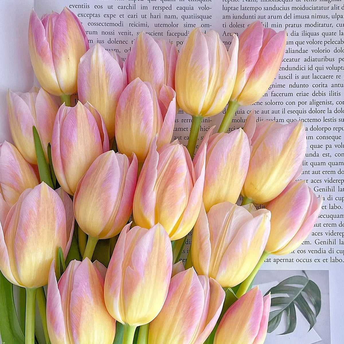 💥Spring NEW🌷Tulips 'first love'seeds