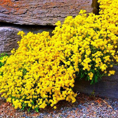 ✨ The Magical Fairy Garden of Your Dreams✨Creeping Thyme Seeds